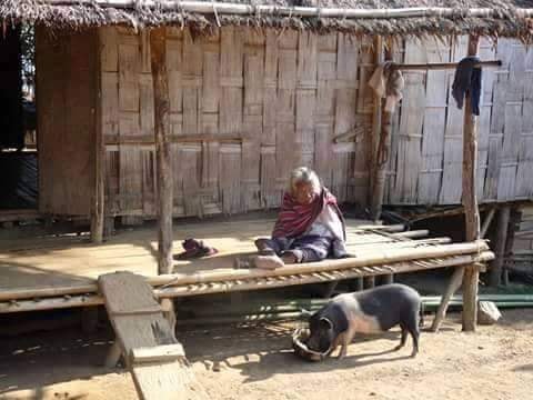 Zomi image zomi-11.jpg