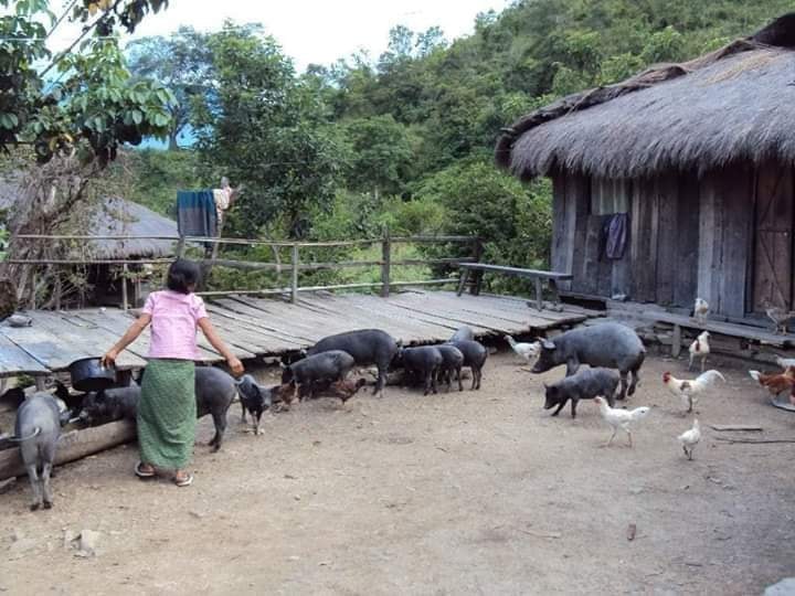 Zomi image zomi-12.jpg