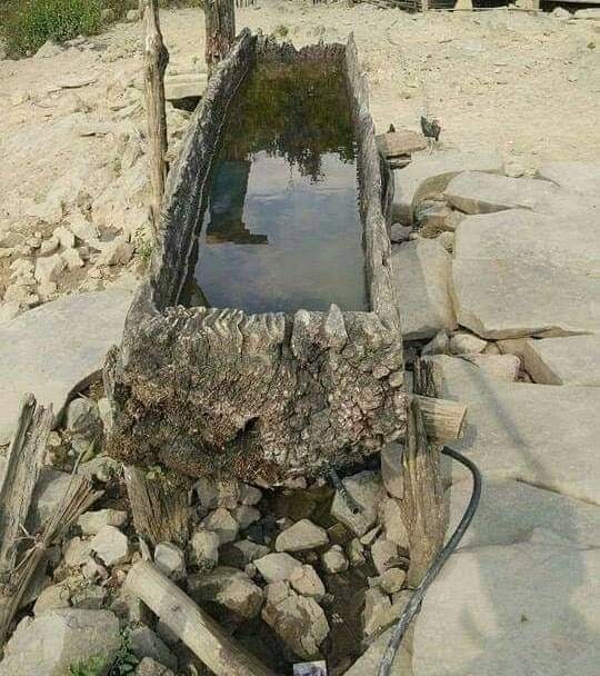 Zomi image zomi-20.jpg